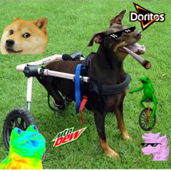 Disabled Dog