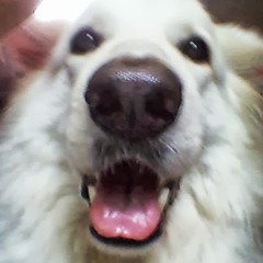 Recgraph Cypher beter version