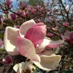 Олена Луцик