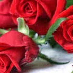 zainb somin