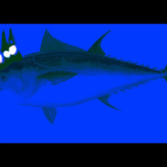 King Tunafish