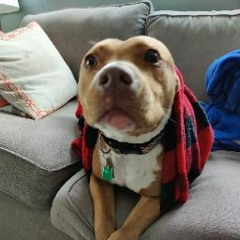 The Mute King Reigns