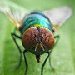 Blursed Fly