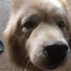 Haniel