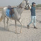 Abbas Haral
