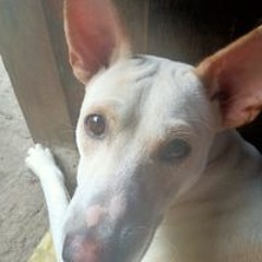 Reil