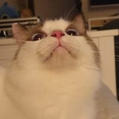 빕이 바른 뤠퍼