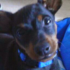 Canuto27
