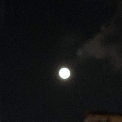 고라니