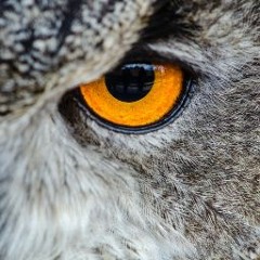 Aleksa Owl