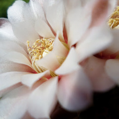 Sharon Fernández Blanco