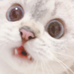 밀꽁님