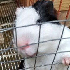 Guinea Pig