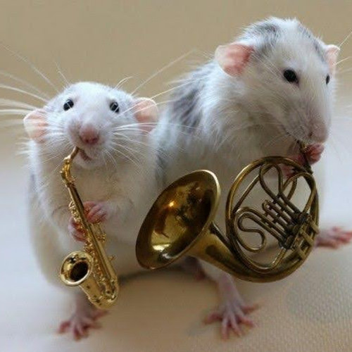 Rat Band Music’s avatar