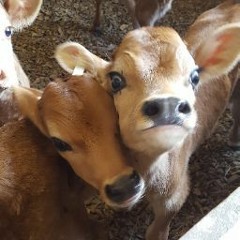 Captain Feathersword