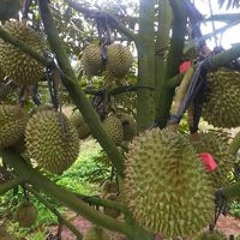 Vựa Trái Cây Daklak