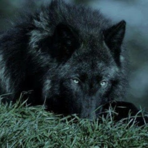 Midnightwolfspirit’s avatar