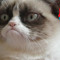 Sabio Gato Chines