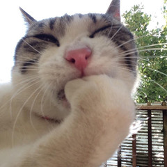 ねこちくわ S Stream ねこちくわ S Stream