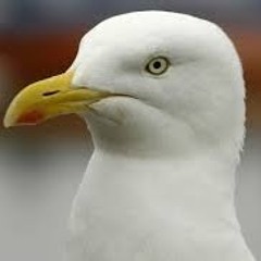 Steven Seagull
