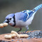 Daybreak BlueJay