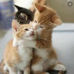 أحمد العماني