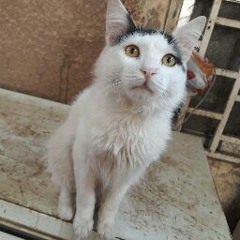 amr hamdan