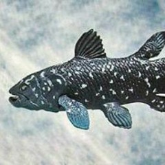 シーラカンスラティメリア