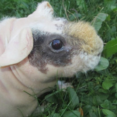 Josh B aka Yugo Moto