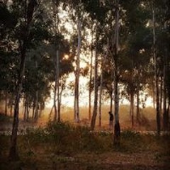 Soum Dwivedi
