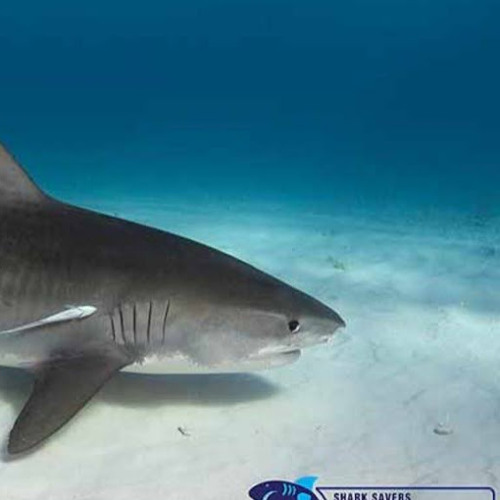 zombies game over (everything)