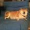 Shibe Gris