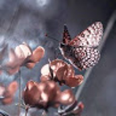 labunetselizaveta@gmail.com