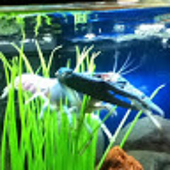 Crazy Crayfish Gaming