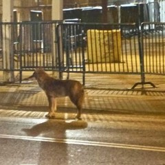 coyote_r@dio