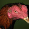 Eawar Cockfighter