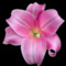 laurendowell27