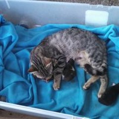 tigerbit