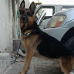 Naser Mohammed
