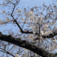 Stream ちょらほに Music Listen To Songs Albums Playlists For Free On Soundcloud Stream ちょらほに Music Listen To Songs Albums Playlists For Free On Soundcloud