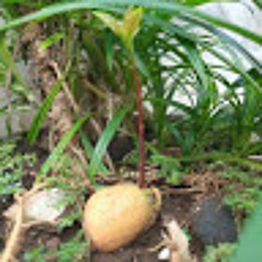 Indah Purwaningsih