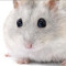 movie is scared hamsters