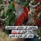 الملك للمالك باشه الباشه