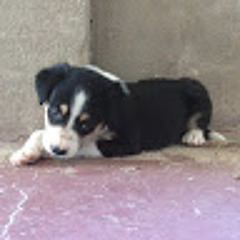 tyson