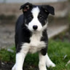 Love dogs
