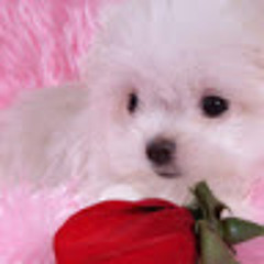 Jae Lauraiona Maxberry