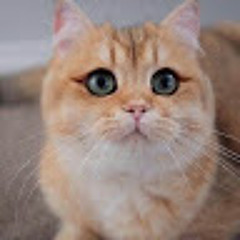 Кот Чеширский