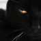 CAT BLACK