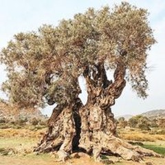 Nghia
