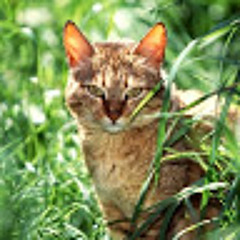Hunter Cat